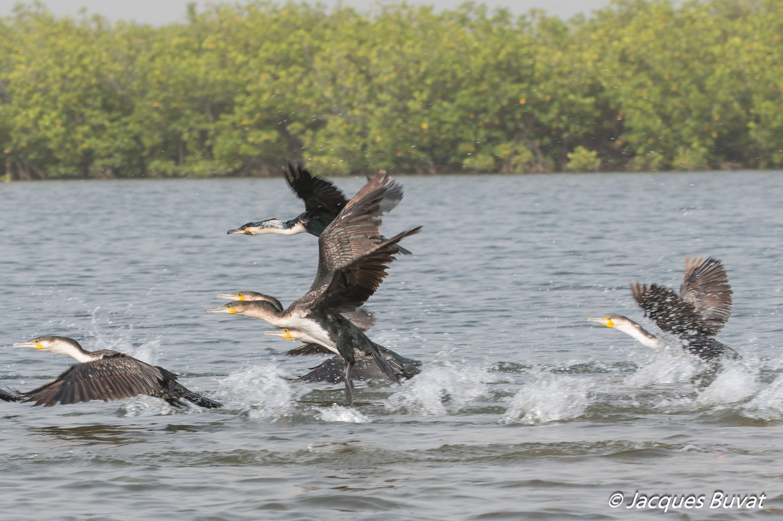 Cormorans à poitrine blanche (White-breasted Cormorants, Phalacocrorax Lucidus), envol, Réserve Naturelle d'intérêt Communautaire de La Somone, Région de Thiés, Sénégal.